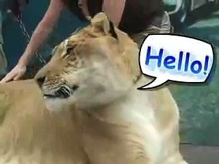 a lion playing with girls amazing vid