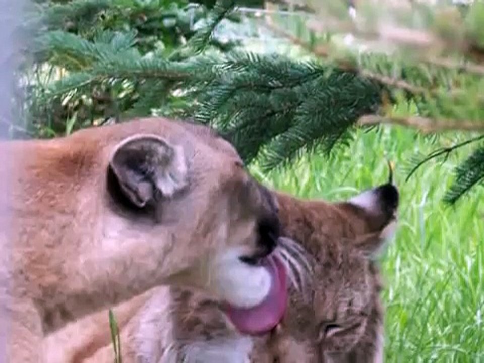 Love is Blind