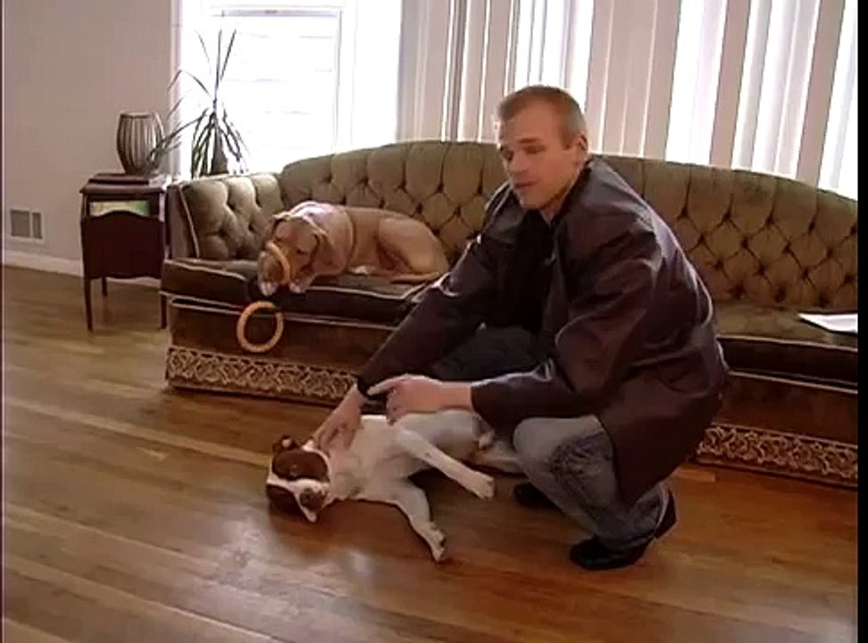 Dog Training Tips : How to Fix Bad Behaviors in Dogs