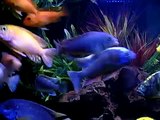 African Cichlid Tank- feeding in 220 gallons!