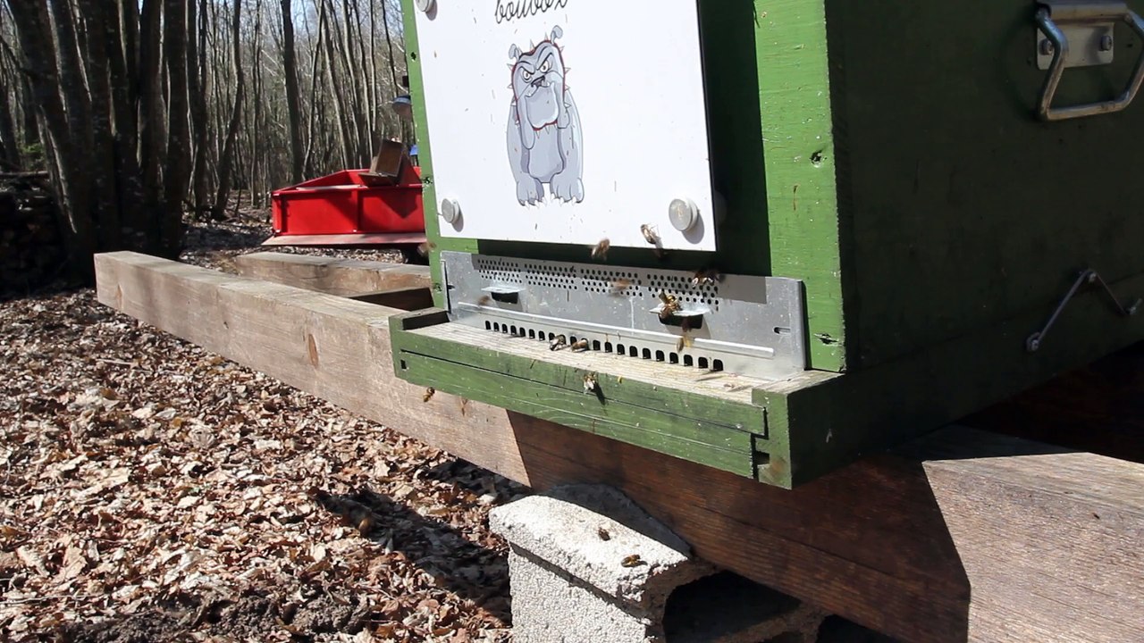 Ruche Boubox : Printemps 2015