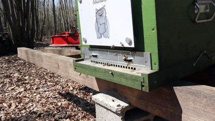 Ruche Boubox : Printemps 2015