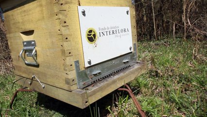 Ruche Interflora : Printemps 2015