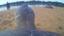 Petit tour sur le dos d'une tortue : POV GoPro