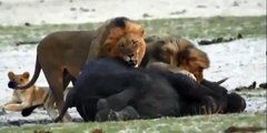Brutal attack lions kill baby elephant
