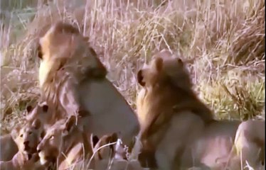 Brutal fight ! lion vs lion deadly fight will shock