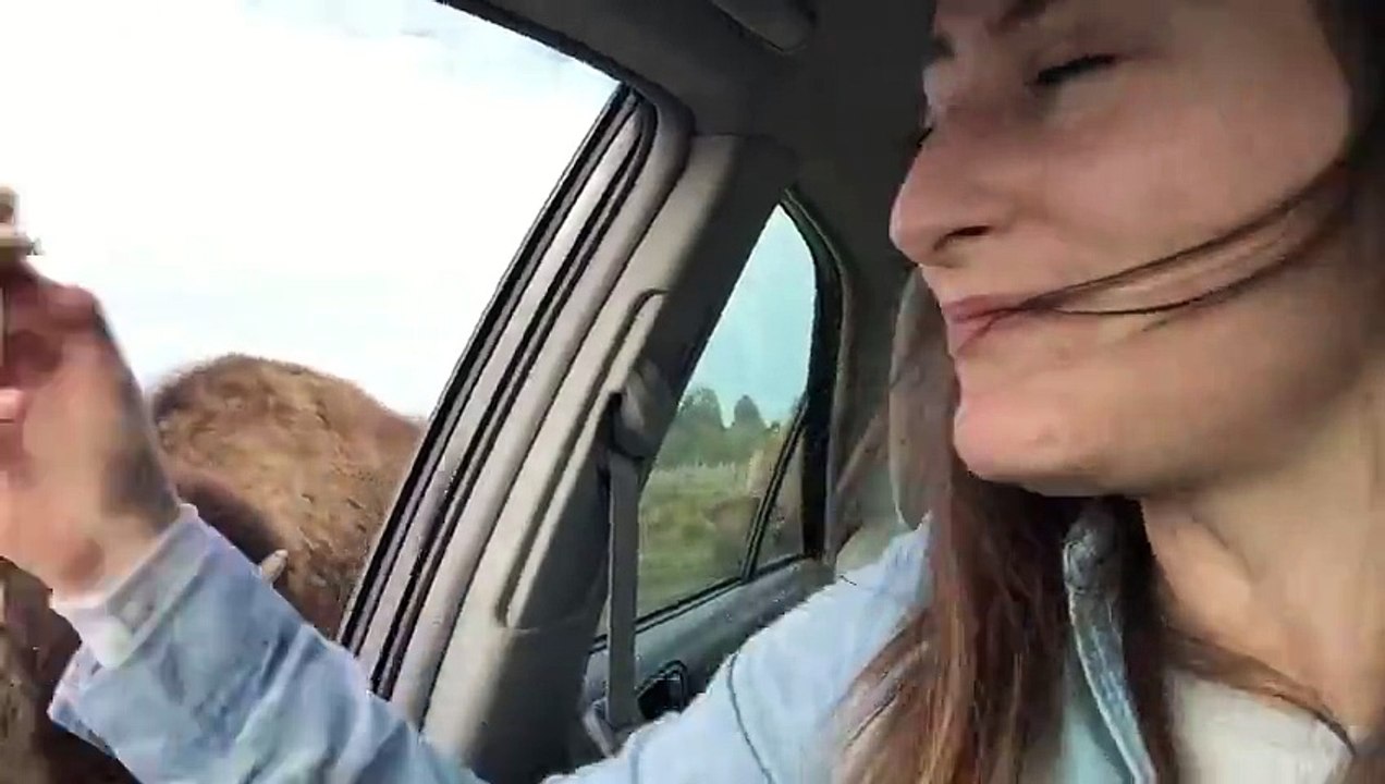 Buffalo kisses