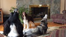 Annoyed Husky teaching the other dogs to howl