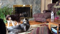 Ce husky apprend aux autres chiens à hurler à la mort