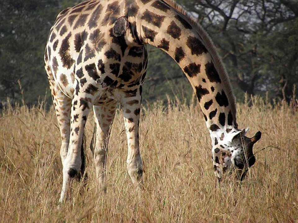 La girafe  et l'éléphant