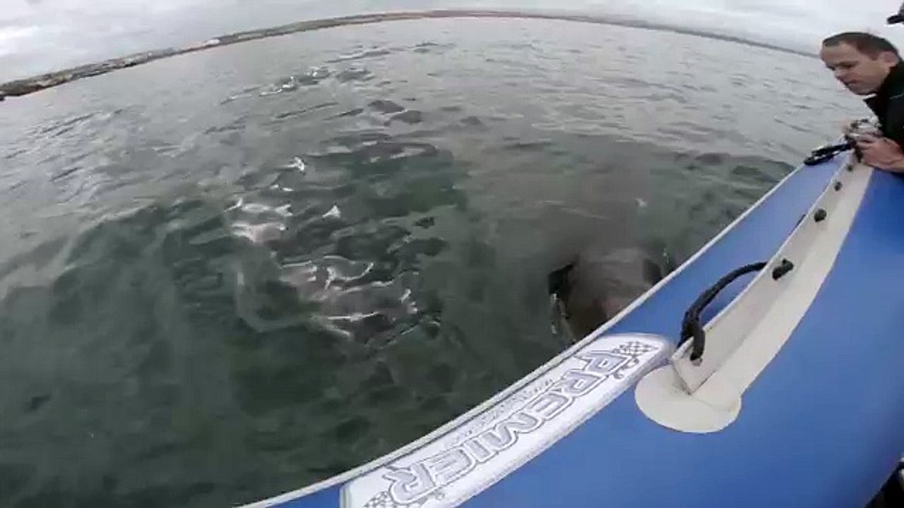 Great White Shark Attacks Inflatable Boat! - Exclusive Video)