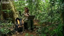 BBC: Jungle - Elephants in the Congo, the rumble in the jungle!