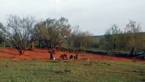 Tannerite Hog Explosion