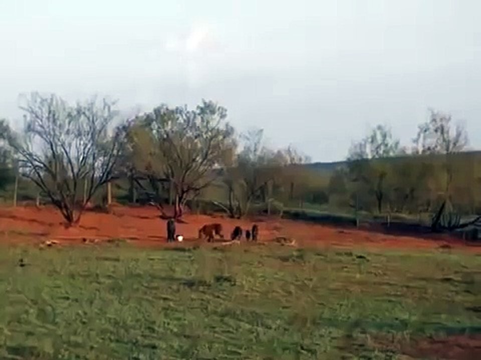 Tannerite Hog Explosion