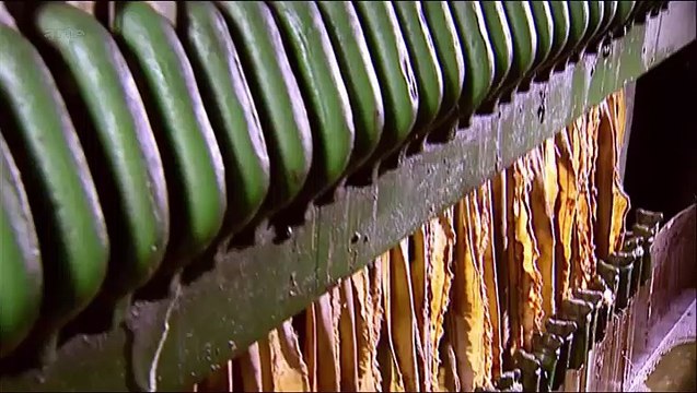 Noix de coco - Xenius