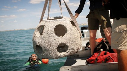 Resif Topları - Yeniden Yeryüzü