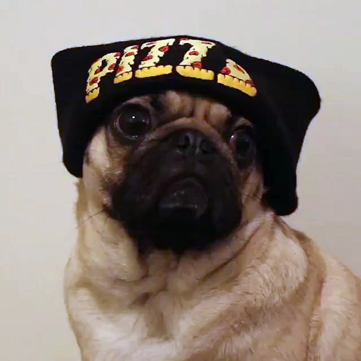 Pizza is ALWAYS worth it Doug the Pug