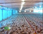 Bioseguridad en granjas para la cría de pollos