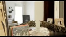 Dünyanın En Tehditkar Canlısı Olarak Kedi - Video - Alkışlarla Yaşıyorum