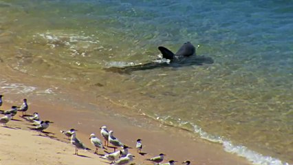 دلفين عامل جو على الشط هههههه