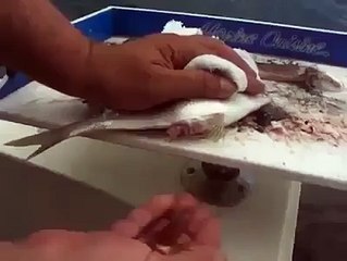 شاهد سمكة تلد بعد اصطيادها