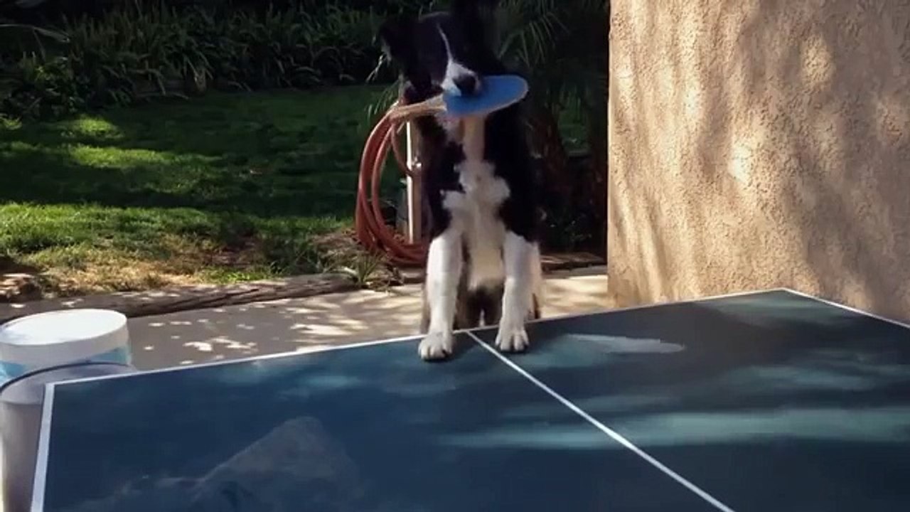 Ce chien est un king au ping-pong