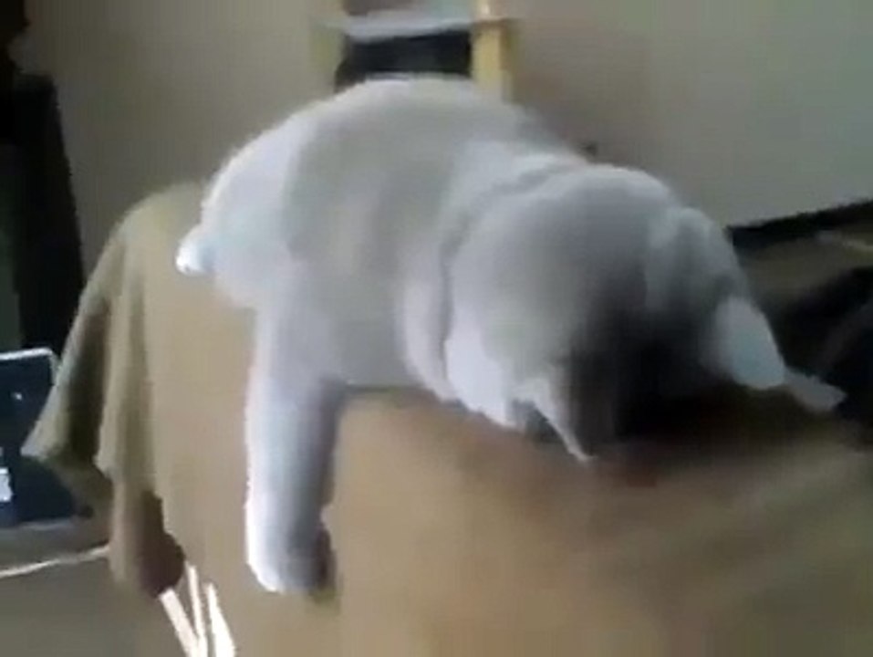 funny sleeping cat