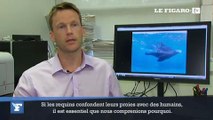 Comprendre les attaques de requins grâce aux phoques
