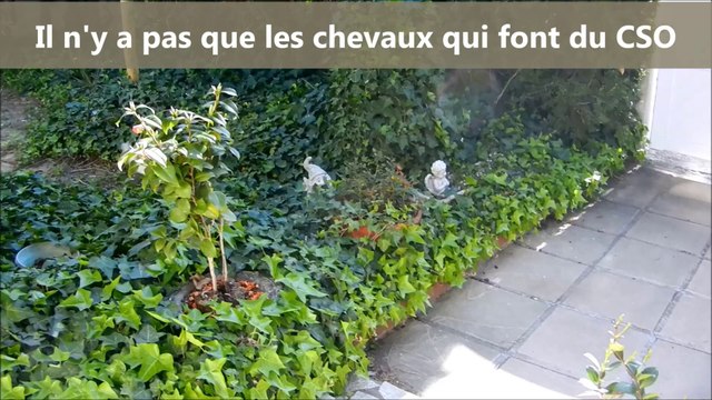 Il n'y a pas que les chevaux qui font du CSO