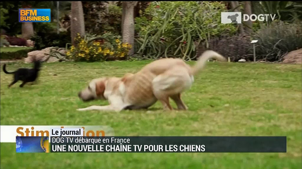 Les chiens ont désormais leur chaîne TV
