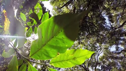 Ethiopie: seul pays au monde où le café pousse à l'état sauvage