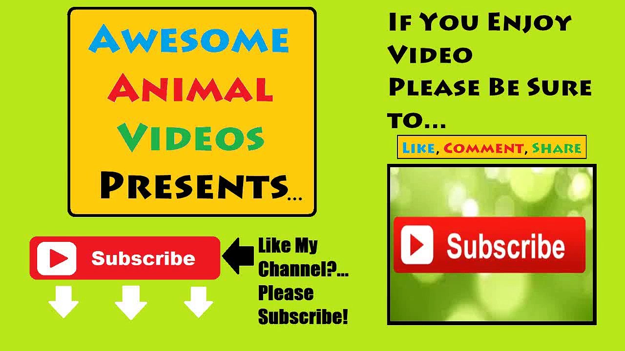 Funny Cats and Dogs - Kedi ve Köpek Komik Videolar