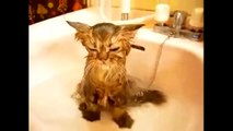 Funny Crazy Cats Playing in Water & Taking Baths - Suda Oynayan Kediler