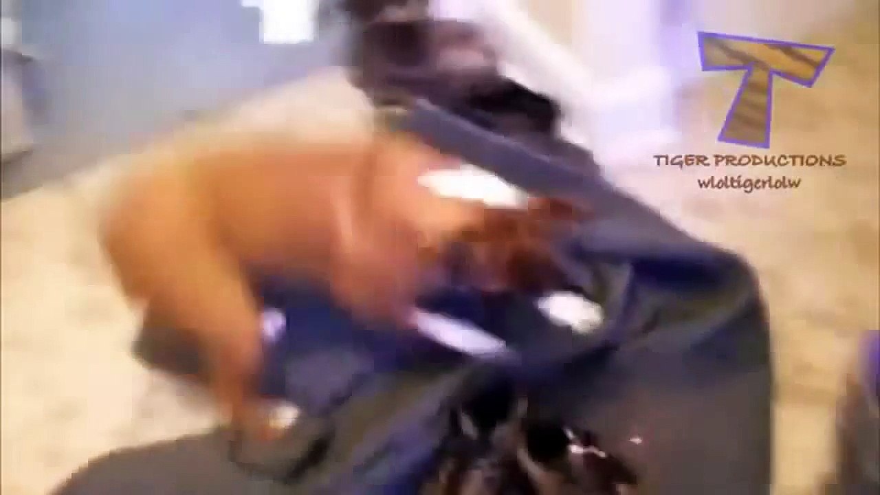 Funny Pets Chasing Laser Pointers Part 2 - Crazy Cats, Crazy Dogs, Funniest Animals, Kitty Cats - Lazerle kandırılan hayvanlar