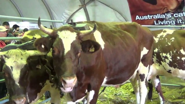 Sydney Easter Show Part 4 of 7 Cattle Historical Experience, Dinosaur Ice World+Milking Barn, 5 Apr 2015