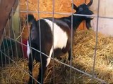 Ammi, A Nigerian Dwarf Goat, Giving Birth November 1, 2011