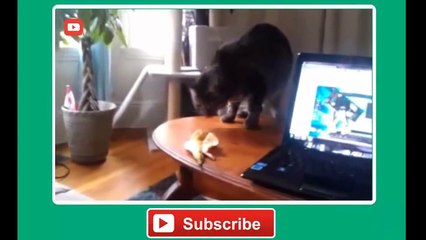 Scared Cats - Korkak Kediler