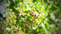 Balades en rhne-alpes: drme