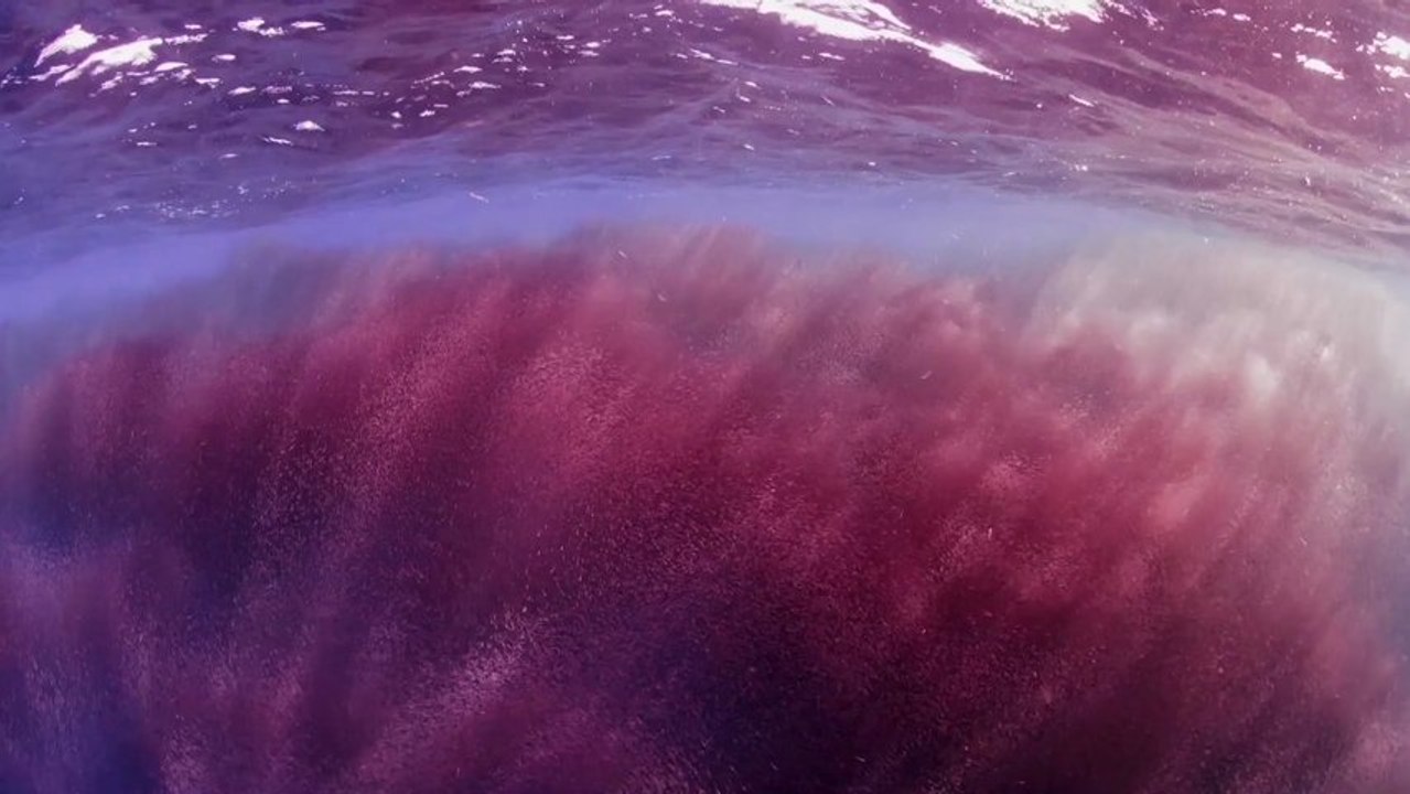 Antarctique, le pôle sauvage - teaser