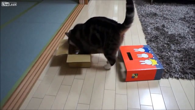 Ce chat japonais est vraiment très très étrange !