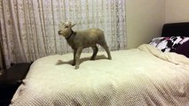 Cute lamb jumping on the bed