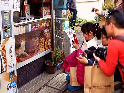 Японская собака-продавец стала звездой