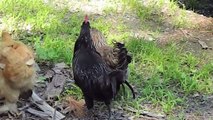 How to Raise Backyard Chickens-Why I love them