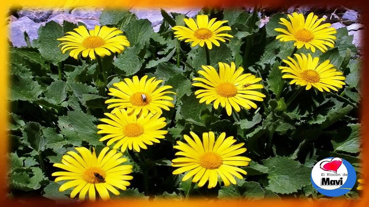Para que sirve el arnica - Propiedades y beneficios del arnica planta medicinal