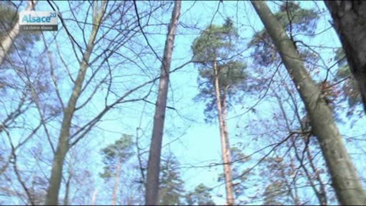 Hebdo DD : Le développement durable en Alsace (01/04/15)