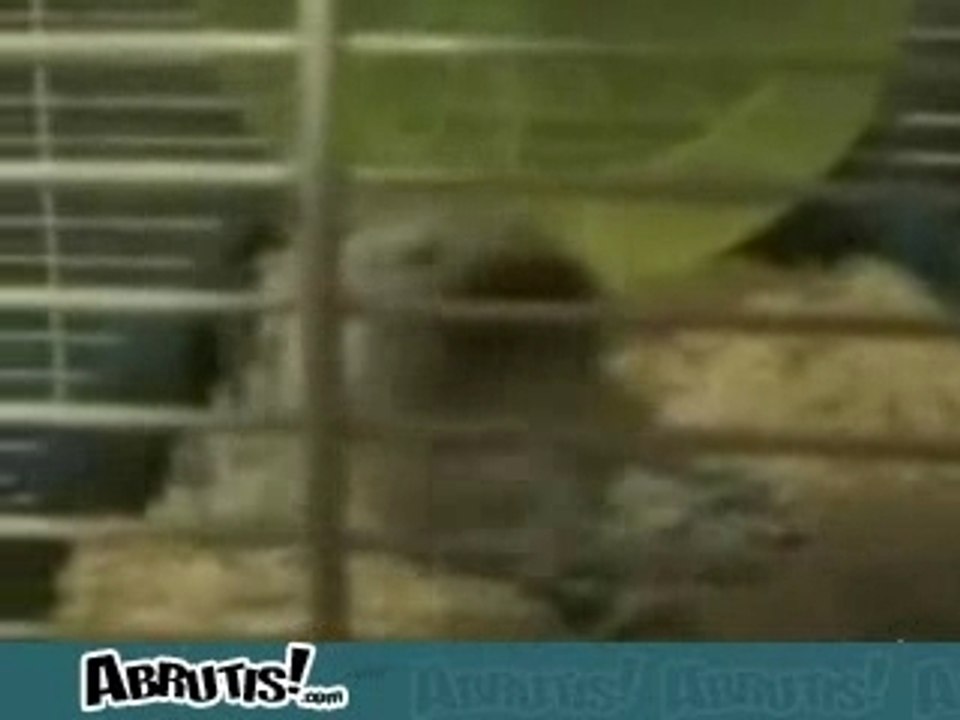 Hamster_fight