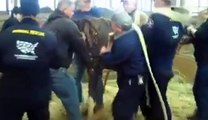 Rescued Tennessee Horses Come Back To Life
