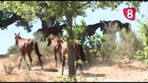 Introducción de los caballos de las retuertas en Salamanca para garantizar su preservación