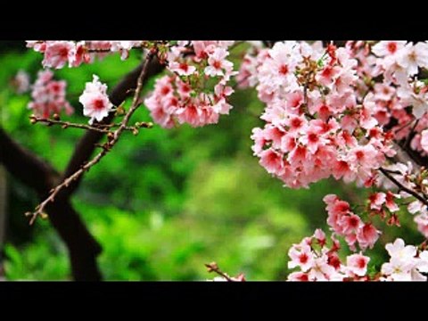 Bangla Song Obak prem by imran and nancy New Bangla song Bangla Gaan