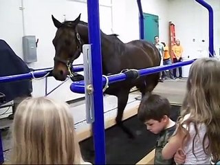 horse on treadmill
